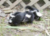 four 4 week old baby striped  skunks looking for their mother