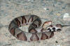 Copperhead Snake aproximately 2ft