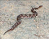 Copperhead Snake aprox. 2ft long
