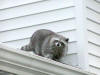 A raccoon this size can cause a lot of dammage