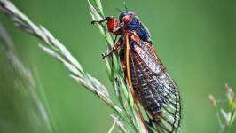 cicada adult