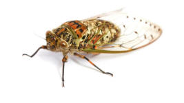 adult cicada