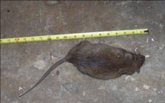 Home poisoned Dead rat removed from under cabinet