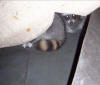FIRST YEAR RACCOONS IN A HOUSE SOFFIT
