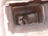 This mother and her three young lived in this chimney for several weeks