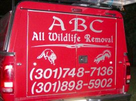 A B C ALL WILDLIFE REMOVAL