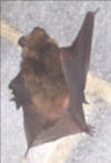 Brown Bat climbing a wall inside a house attic.